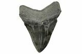 Serrated, Fossil Megalodon Tooth - South Carolina #264553-1